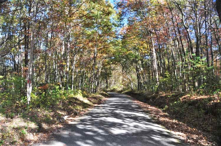 backroad tree-lined